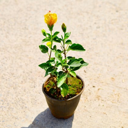 Buy Hibiscus Dwarf (any colour) in 6 Inch Nursery Pot Online | Urvann.com
