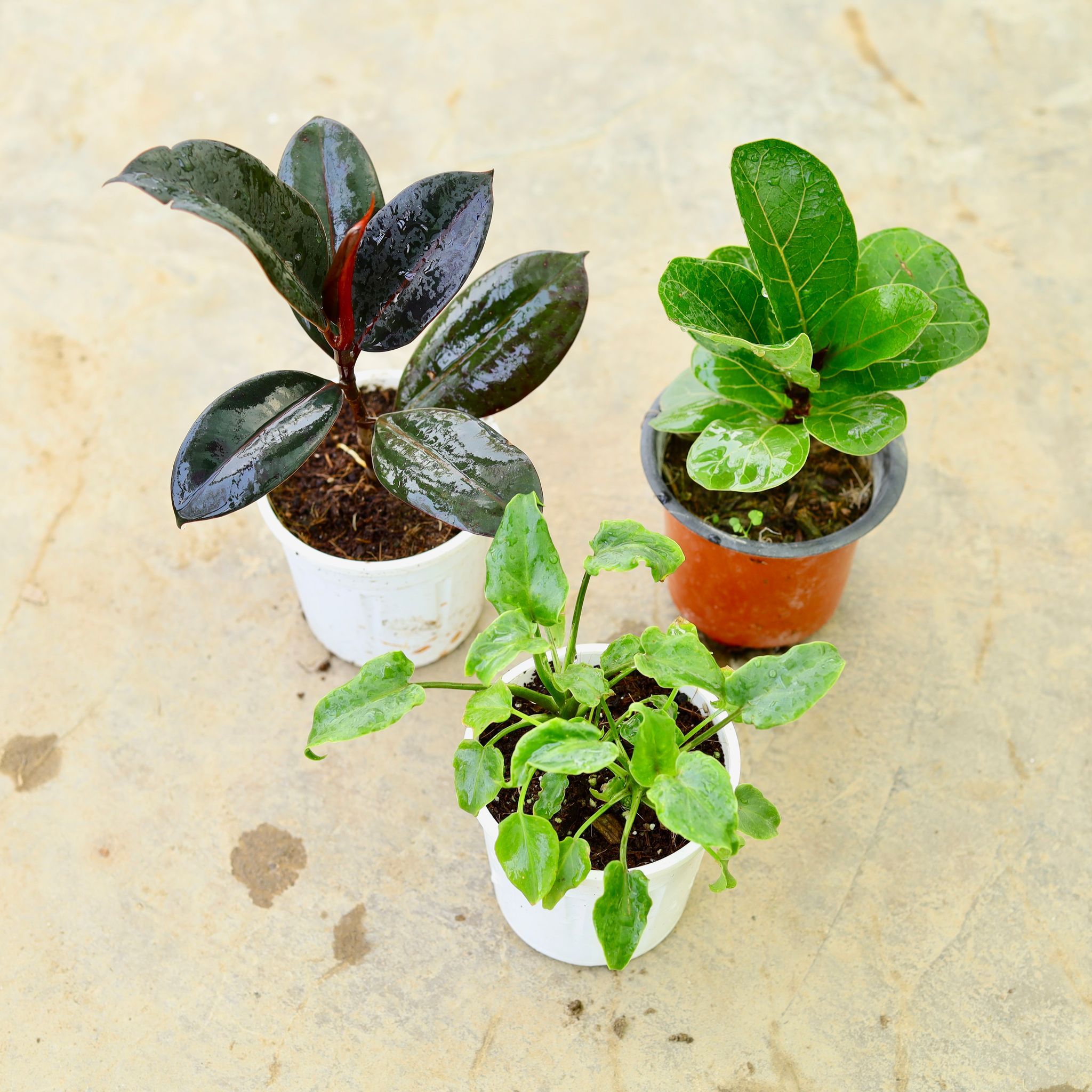 Set of 3 - Xanadu Green, Rubber Black & Fiddle Leaf Fig / Ficus Lyrata in 4 Inch Nursery Pot