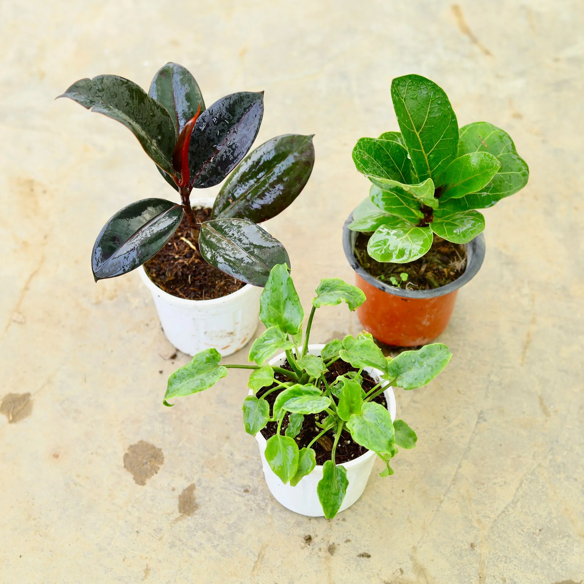 Set of 3 - Xanadu Green, Rubber Black & Fiddle Leaf Fig / Ficus Lyrata in 4 Inch Nursery Pot