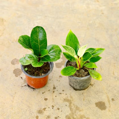 Buy Set of 2 - Fiddle Leaf Fig / Ficus Lyrata & Philodendron Birkin in 4 Inch Nursery Pot Online | Urvann.com