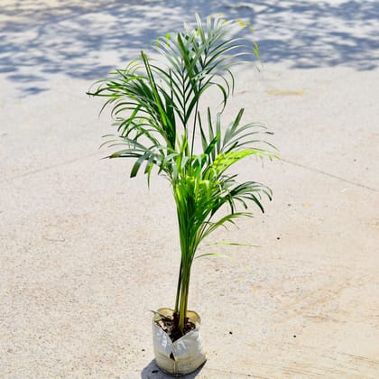 Buy Areca Palm (~ 2 Ft) in 5 Inch Nursery Bag Online | Urvann.com