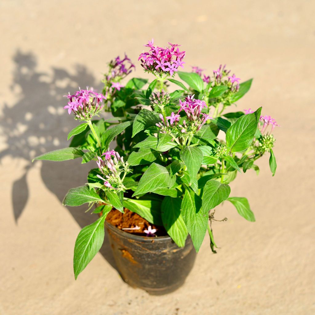 Pentas (any colour) in 6 Inch Nursery Pot