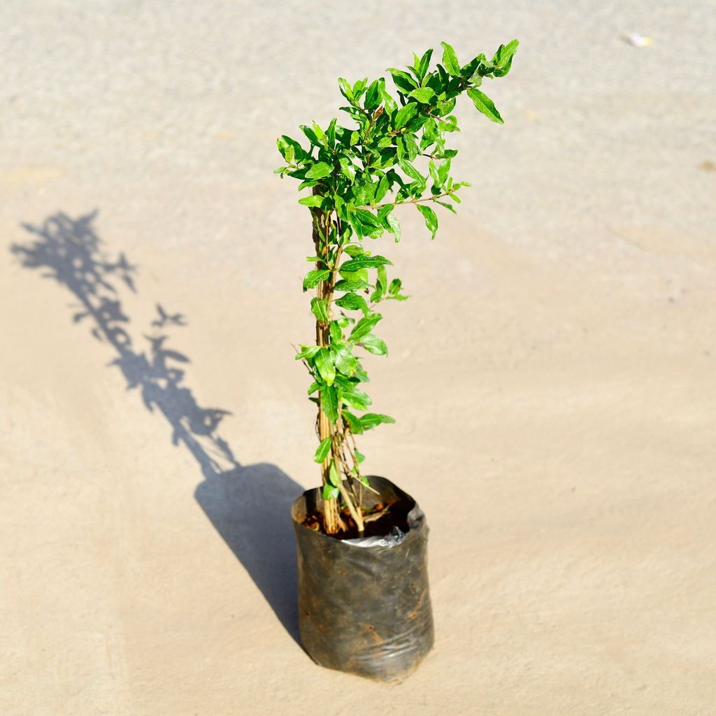 Buy Anar / Pomegranate Variegated in 6 Inch Nursery Bag Online | Urvann.com Anar / Pomegranate Variegated in 6 Inch Nursery Bag