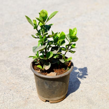 Buy Gandhraaj / Gardenia (any colour) in 5 Inch Nursery Pot Online | Urvann.com