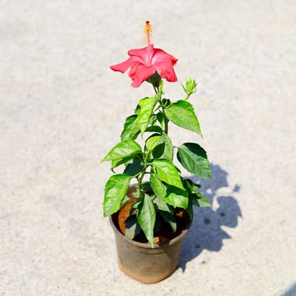 Buy English Hibiscus (any colour) in 6 Inch Nursery Pot Online | Urvann.com