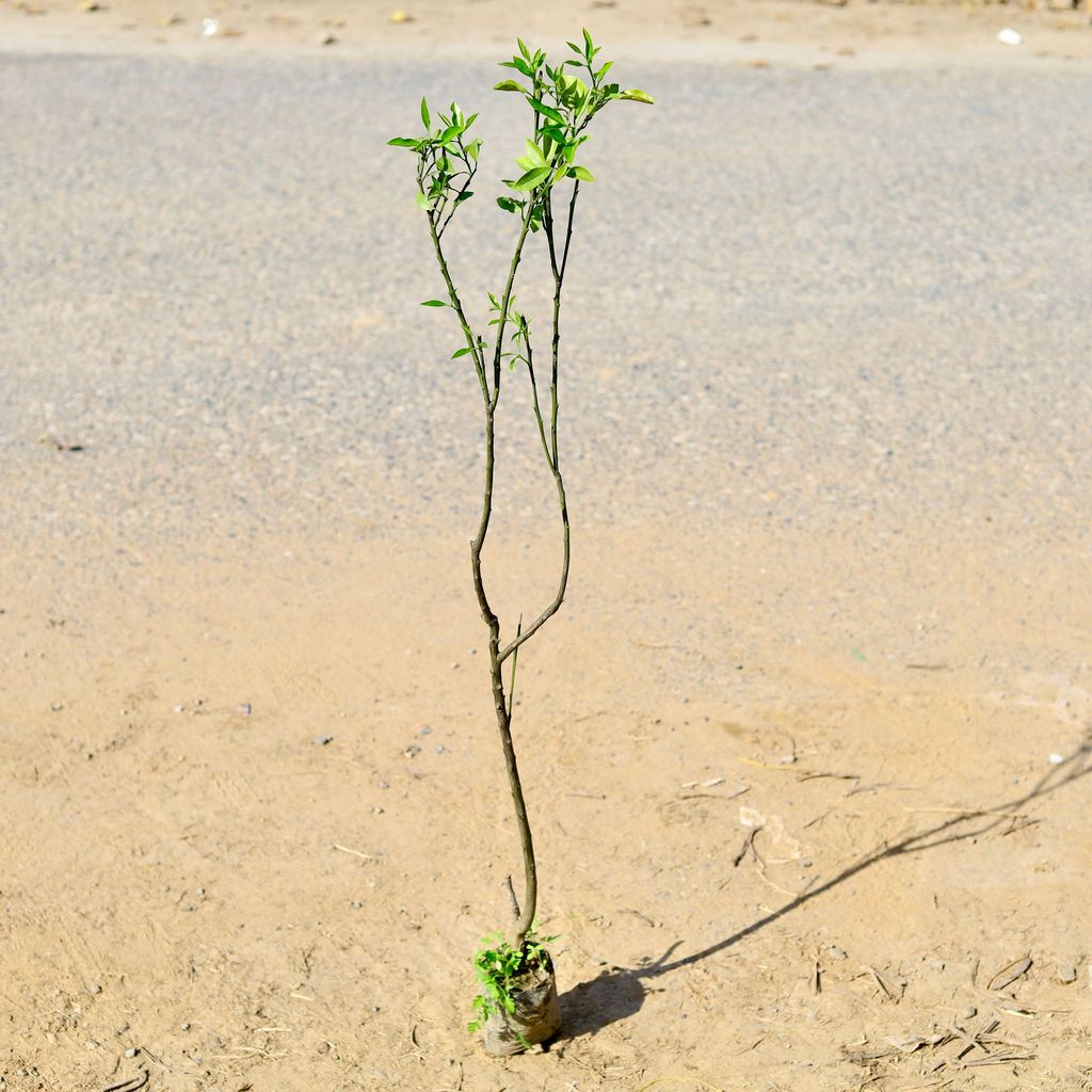 Buy Kinnow Plant in 5 Inch Nursery Bag Online | Urvann.com Kinnow Plant in 5 Inch Nursery Bag