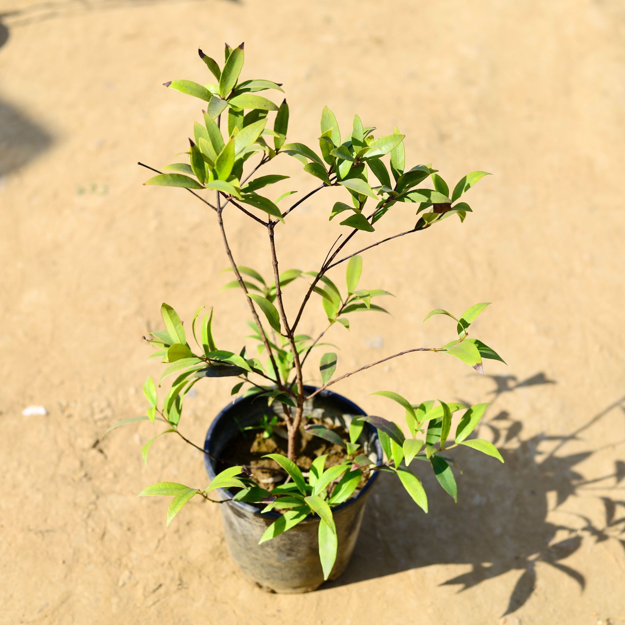 Syzygium / Christina Ficus in 6 Inch Nursery Pot
