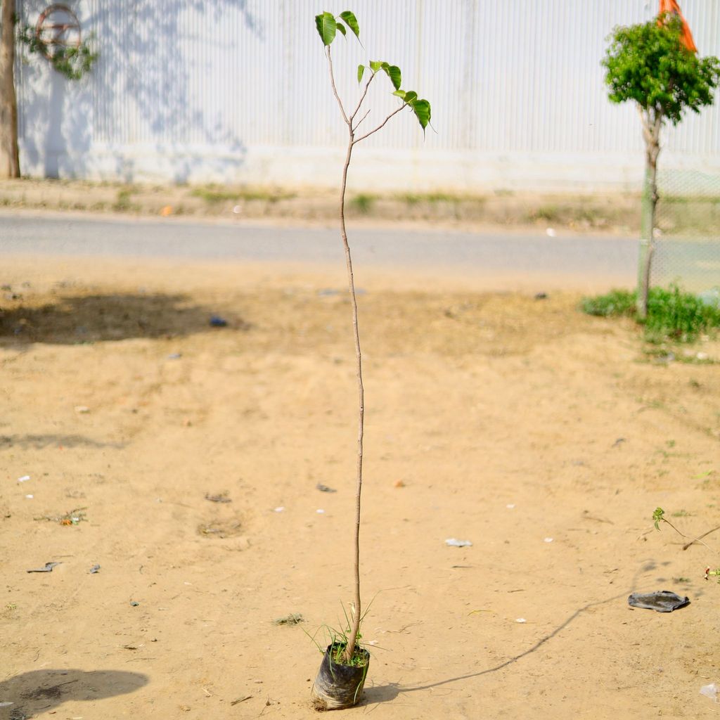 Buy Peepal / Sacred fig in 4 Inch Nursery Bag Online | Urvann.com Peepal / Sacred fig in 4 Inch Nursery Bag