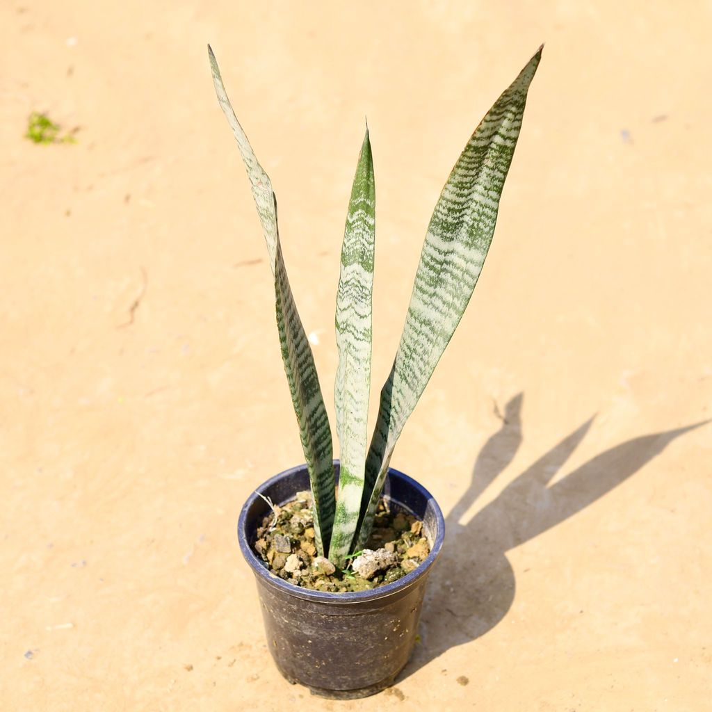 Buy Snake Green in 6 Inch Nursery Pot Online | Urvann.com Snake Green in 6 Inch Nursery Pot