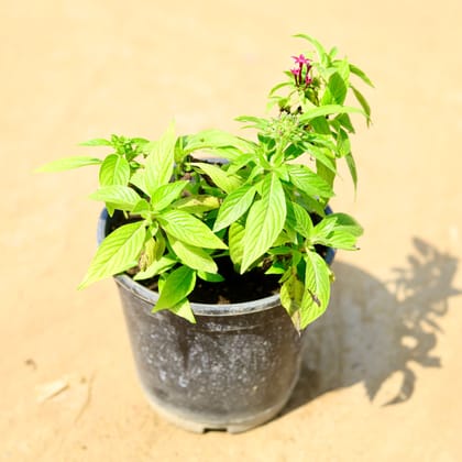 Buy Pentas (any colour) in 4 Inch Nursery Pot Online | Urvann.com