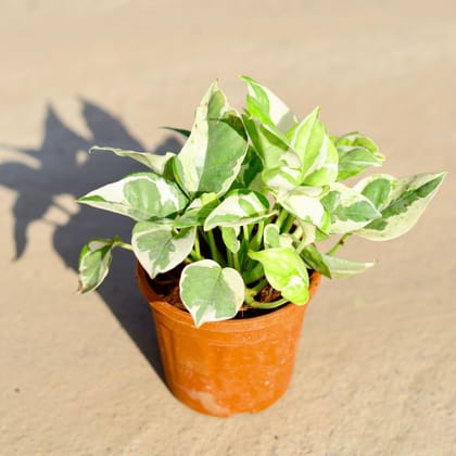 Buy Money Plant N'joy in 4 Inch Nursery Pot Online | Urvann.com