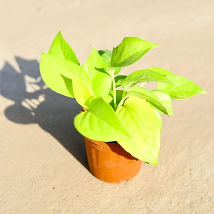 Buy Money Plant Golden in 4 Inch Nursery Pot Online | Urvann.com
