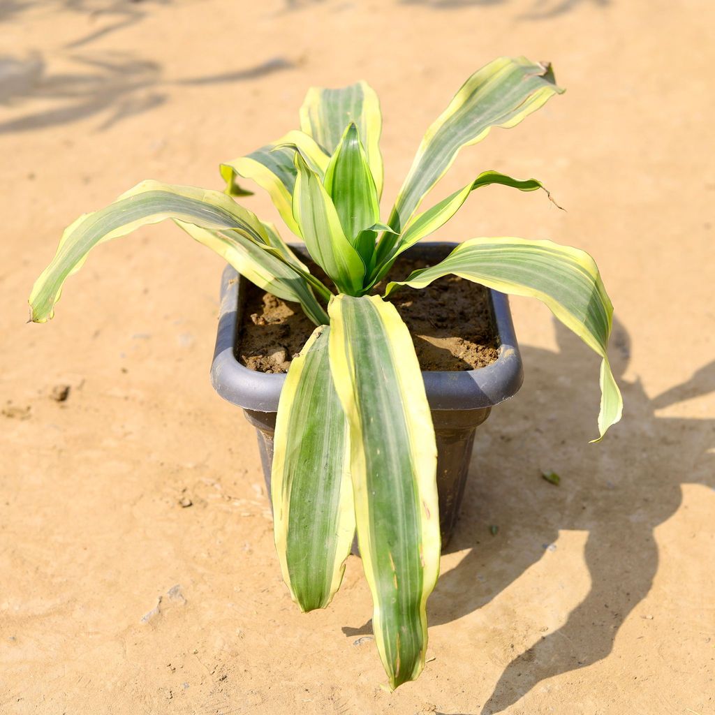 Buy Dracaena Victoria in 8 Inch Grey Heavy Square Plastic Pot Online | Urvann.com Dracaena Victoria in 8 Inch Grey Heavy Square Plastic Pot