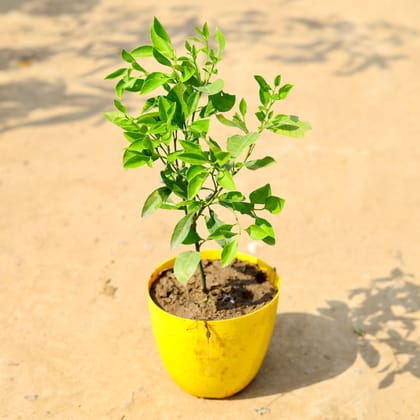 Buy China orange in 6 Inch Yellow Premium Orchid Round Plastic Pot Online | Urvann.com