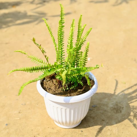 Fern Green in 8 Inch White Olive Plastic Pot