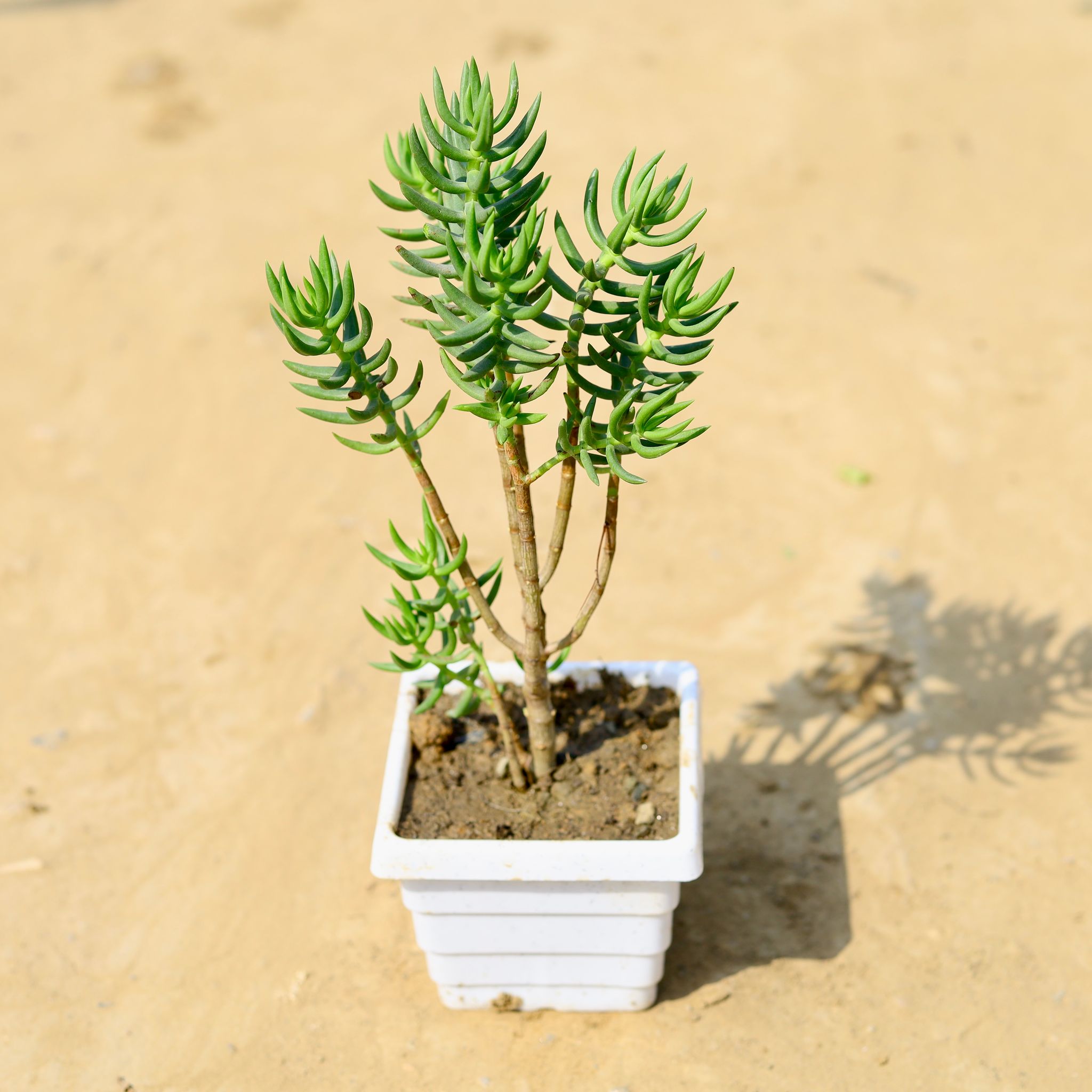 Rosemary Big in 4 Inch White Marble Premium Orchid Square Plastic Pot