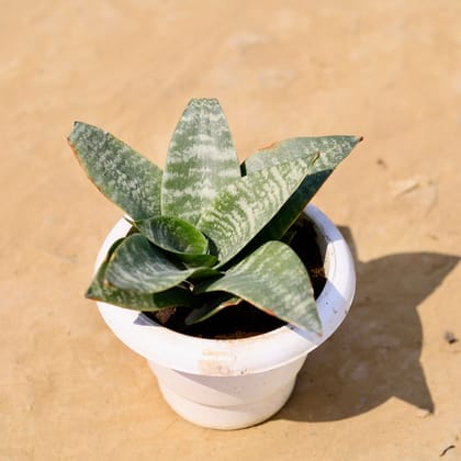 Buy Snake Dwarf Green in 5 Inch Classy White Plastic Pot Online | Urvann.com