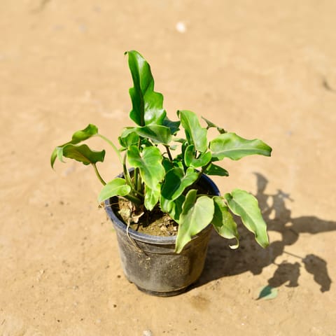 Xanadu Green in 4 Inch Nursery Pot