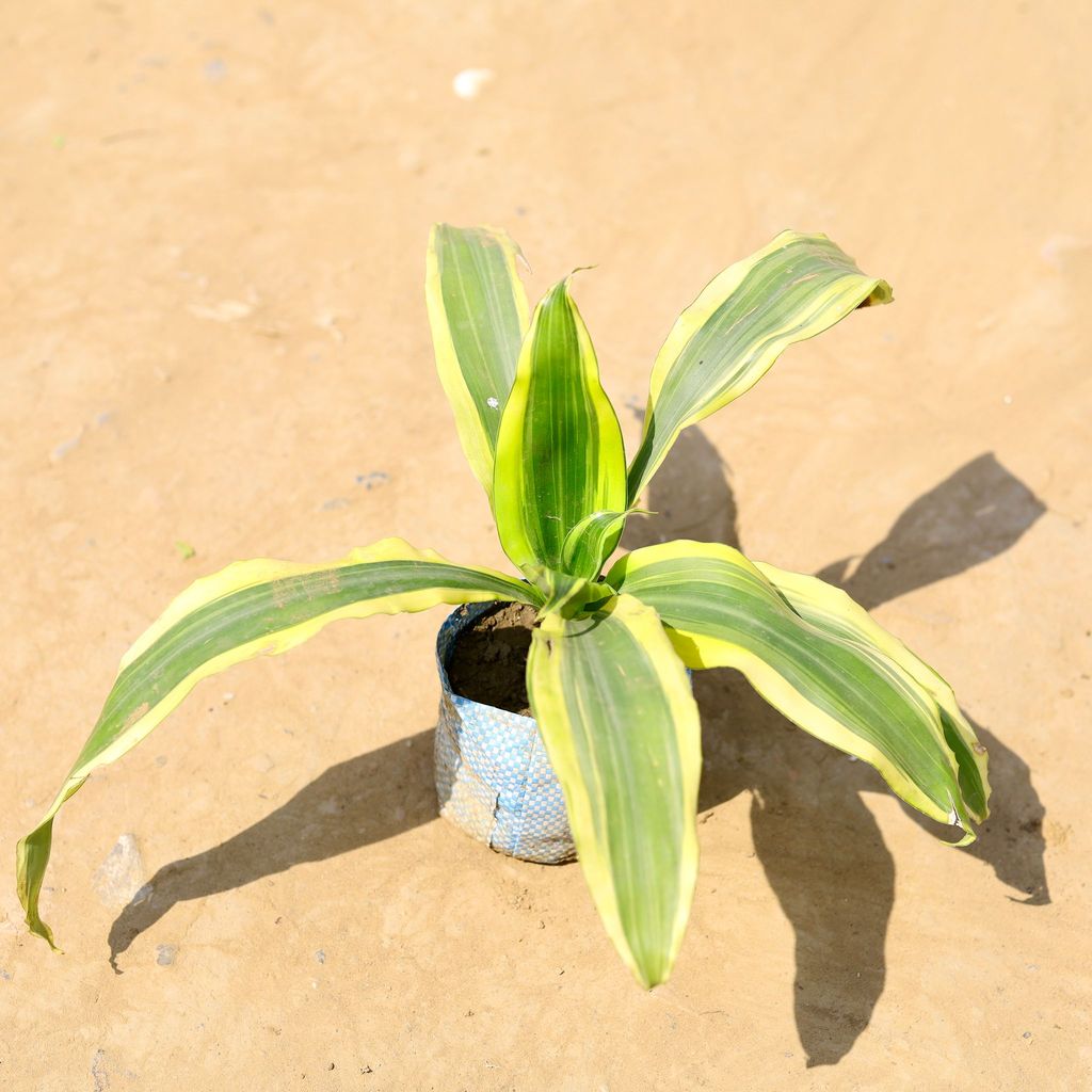 Buy Dracaena Victoria in 4 Inch Nursery Bag Online | Urvann.com Dracaena Victoria in 4 Inch Nursery Bag