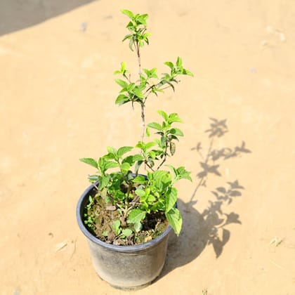 Buy Lantana (any colour) in 6 Inch Nursery Pot Online | Urvann.com
