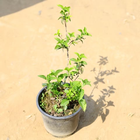 Lantana (any colour) in 6 Inch Nursery Pot