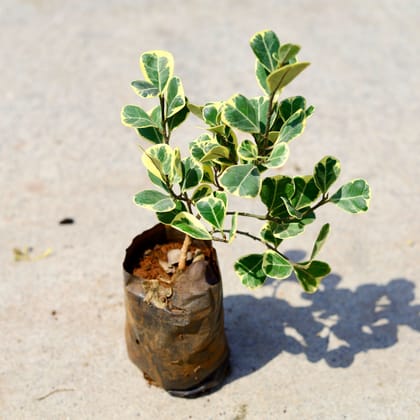 Buy Ficus Safari in 3 Inch Nursery Bag Online | Urvann.com
