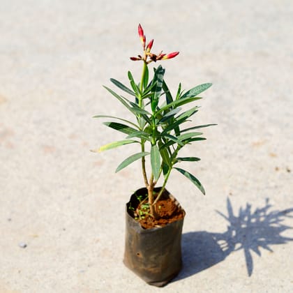Buy Kaner / Oleander (any colour) in 4 Inch Nursery Bag Online | Urvann.com