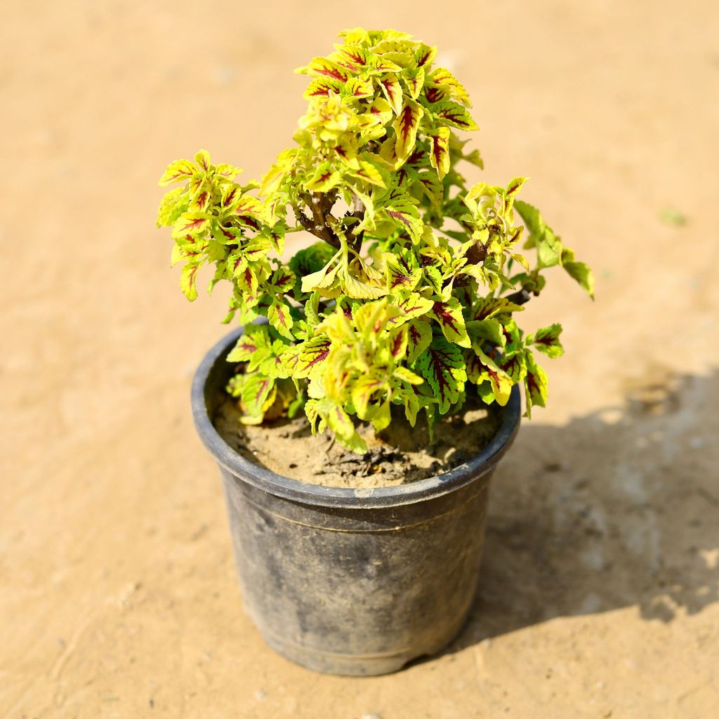 Coleus (any colour & Design) in 4 Inch Nursery Pot