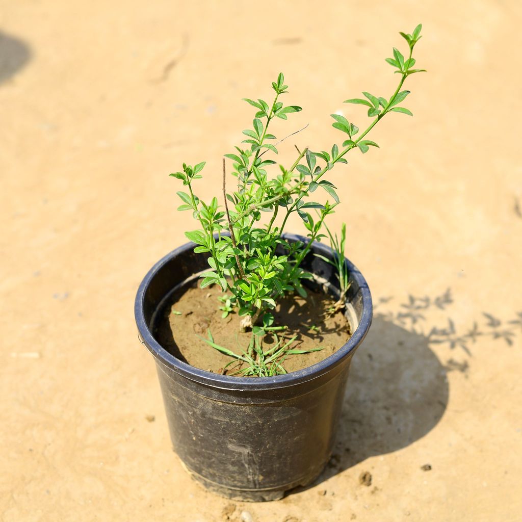 Chameli White in 6 Inch Nursery Pot