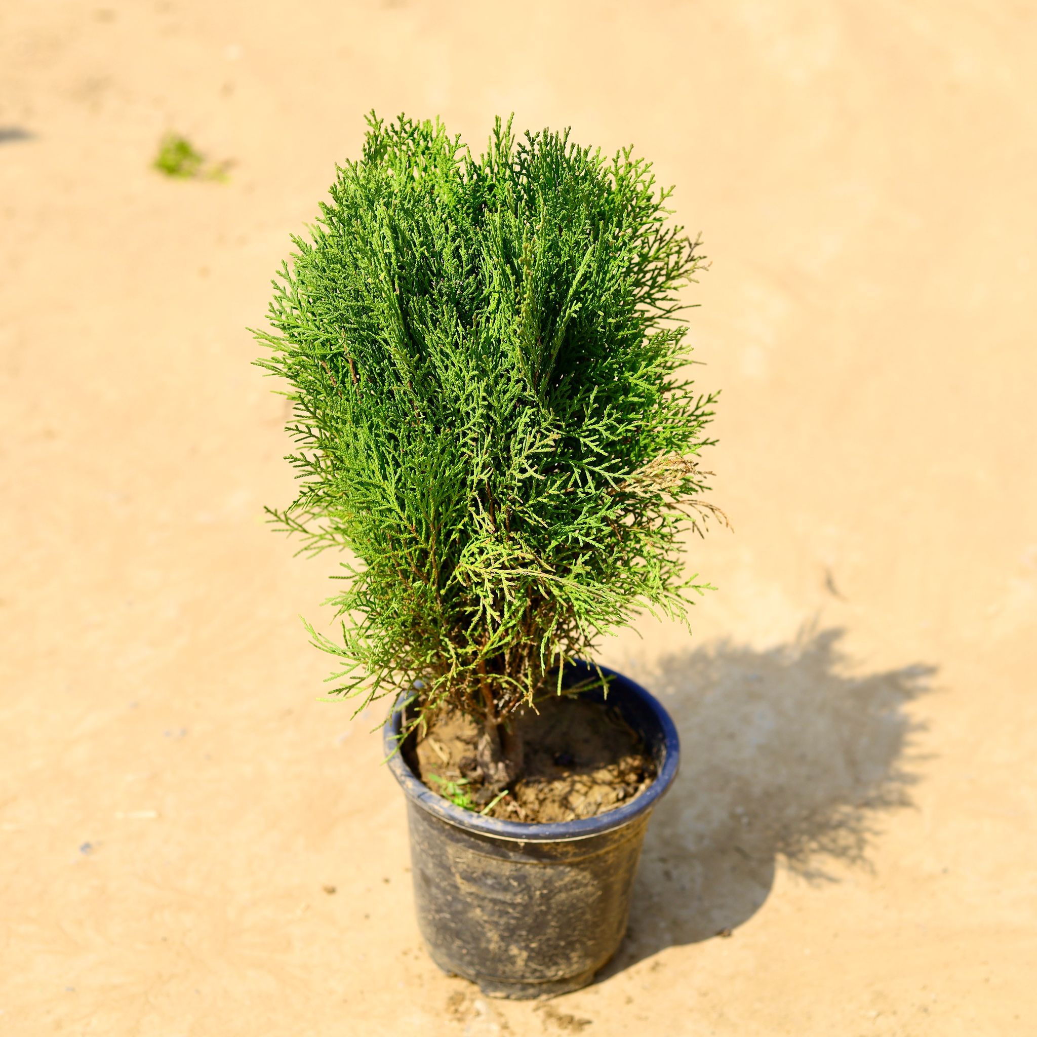 Morpankhi Desi in 6 Inch Nursery Pot