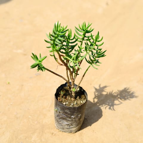 Rosemary Big in 4 Inch Nursery Bag