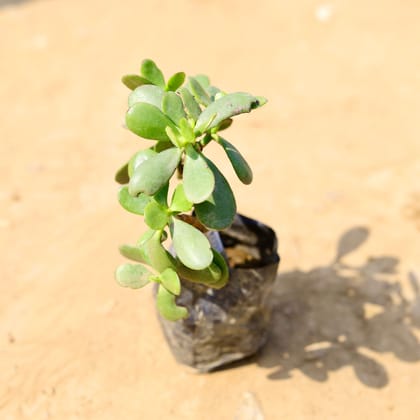 Buy Crassula Ovata Succulent in 3 Inch Nursery Bag Online | Urvann.com