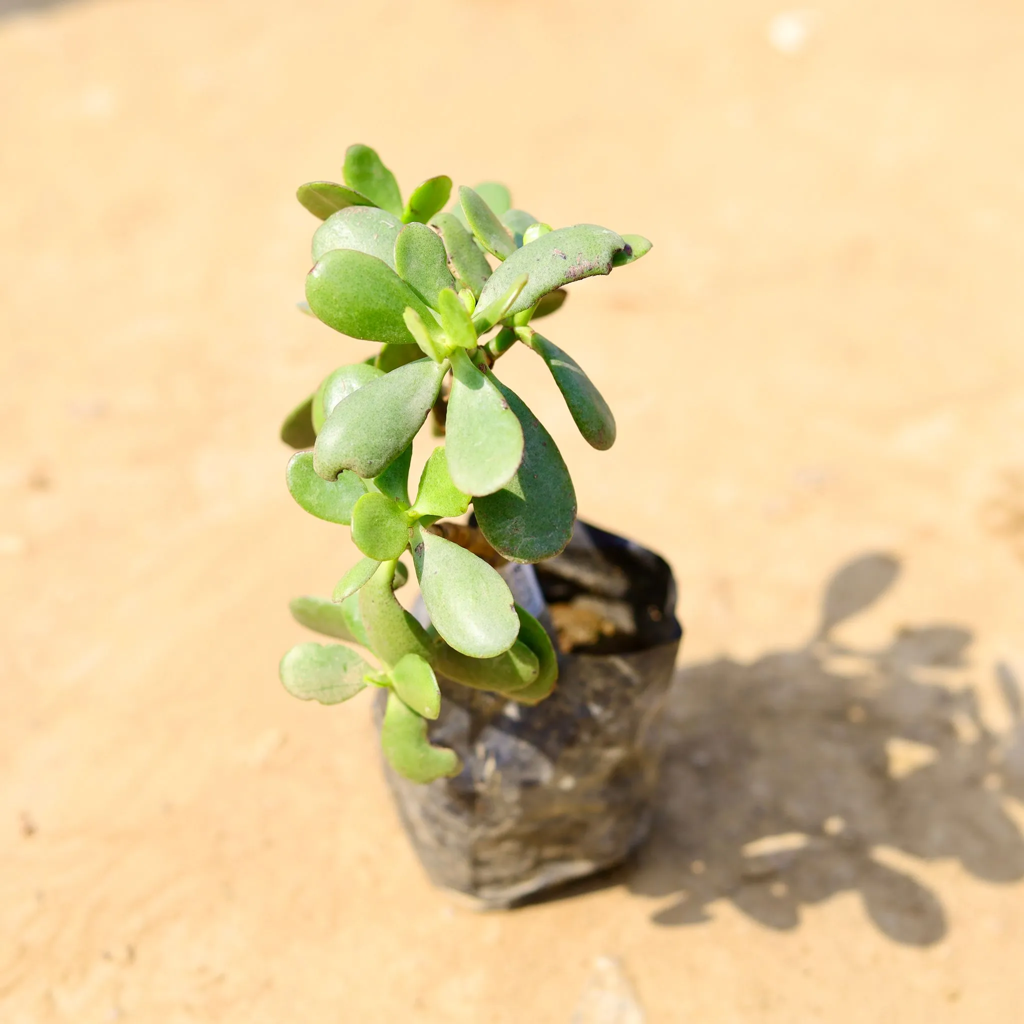 Crassula Ovata Succulent in 3 Inch Nursery Bag