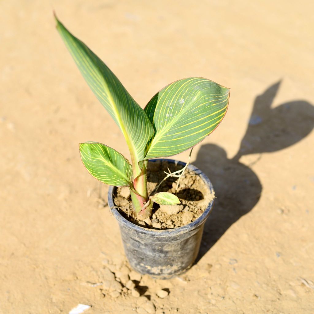 Canna Lily (any colour) in 4 Inch Nursery Pot