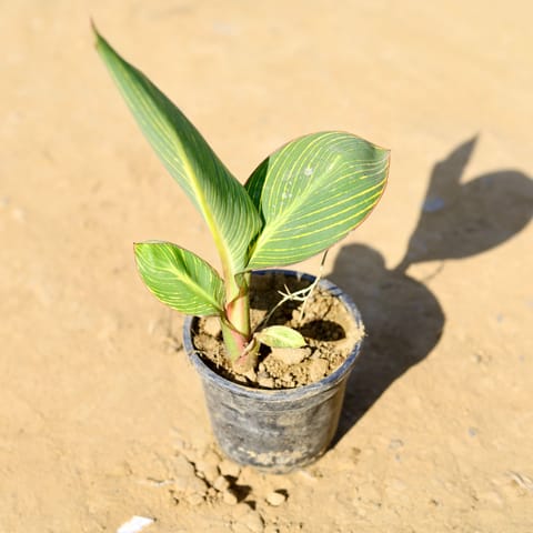 Canna Lily (any colour) in 4 Inch Nursery Pot