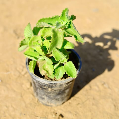 Ajwain in 4 Inch Nursery Pot