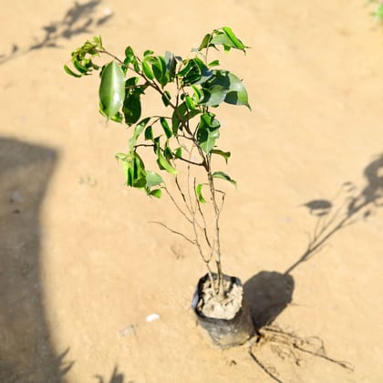 Buy Ficus Benjamina in 4 Inch Nursery Bag Online | Urvann.com