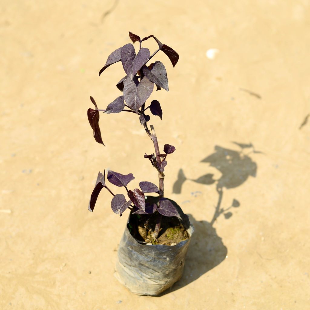 Buy Sweet Potato / Ipomoea in 4 Inch Nursery Bag Online | Urvann.com Sweet Potato / Ipomoea in 4 Inch Nursery Bag