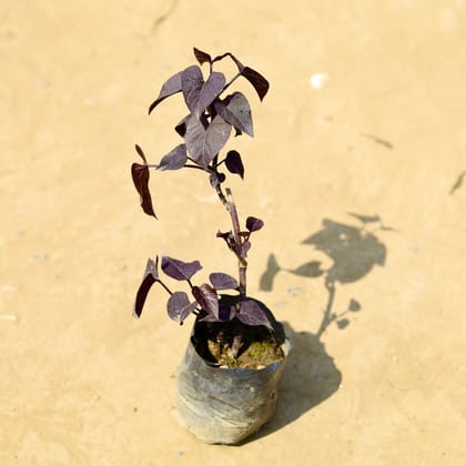 Buy Sweet Potato / Ipomoea in 4 Inch Nursery Bag Online | Urvann.com