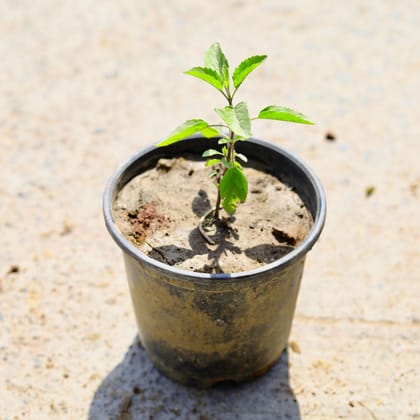 Buy Rama Tulsi in 4 Inch Nursery Pot Online | Urvann.com