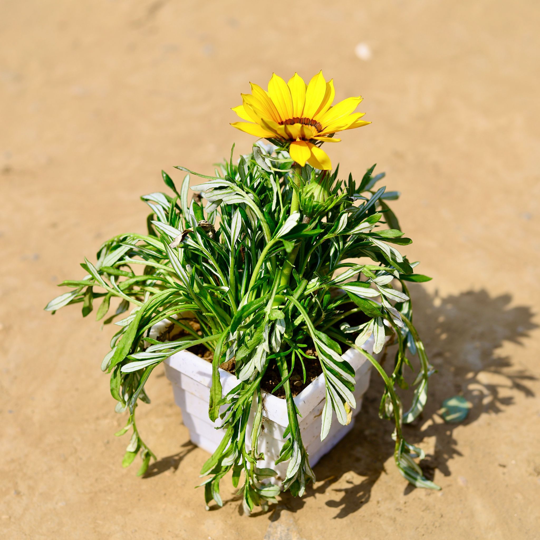 Gazania (any colour) in 4 Inch White Marble Premium Orchid Square Plastic Pot
