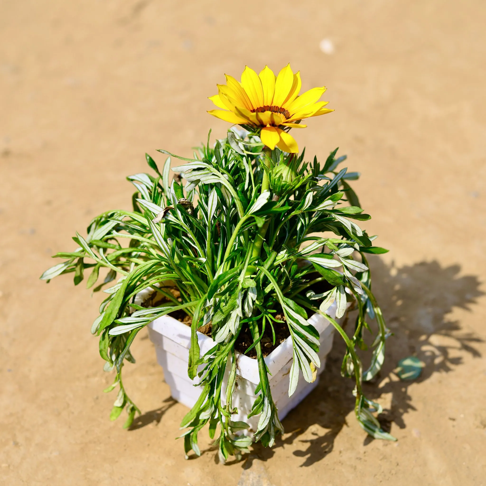 Gazania (any colour) in 4 Inch White Marble Premium Orchid Square Plastic Pot