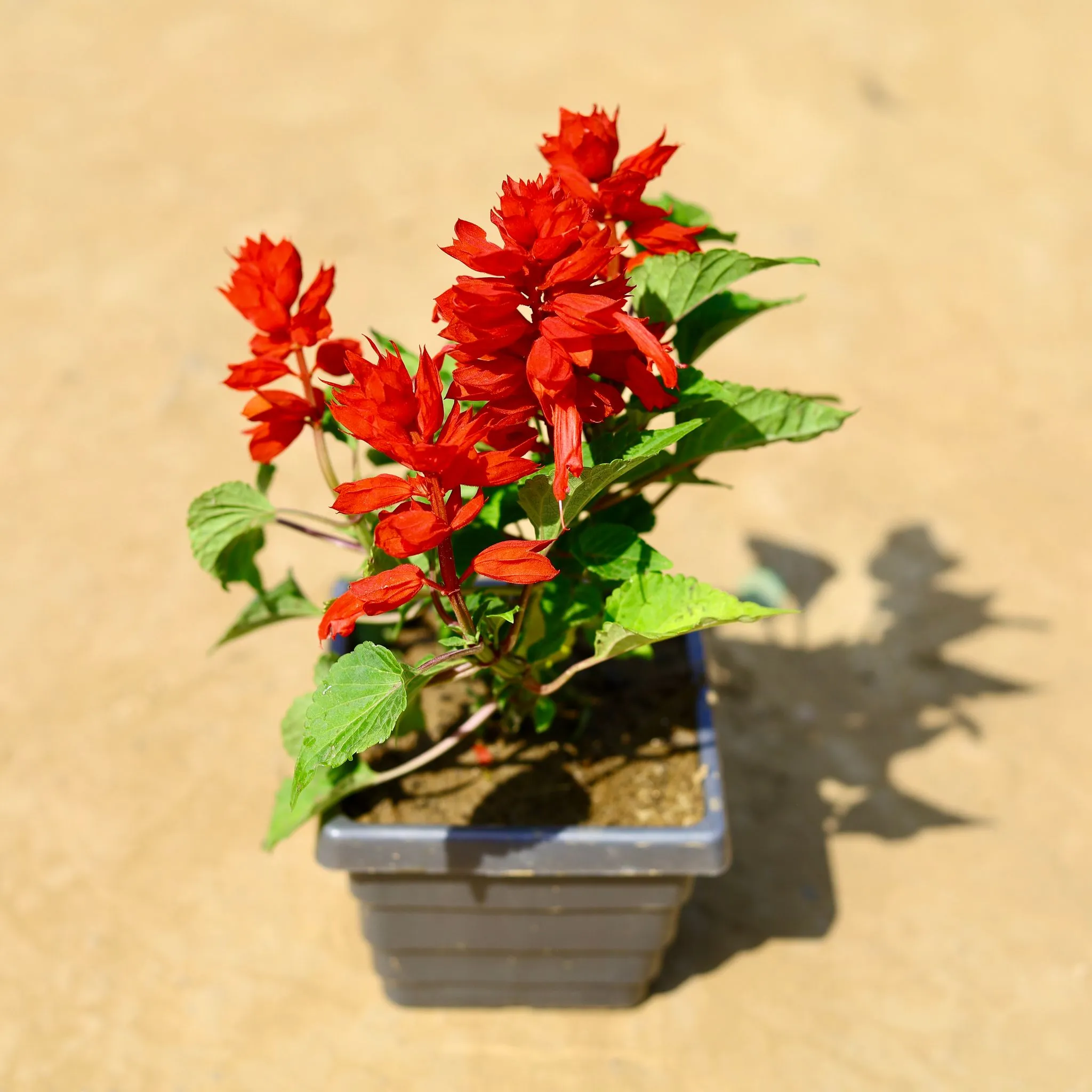 Salvia Red in 4 Inch Grey Premium Orchid Square Plastic Pot