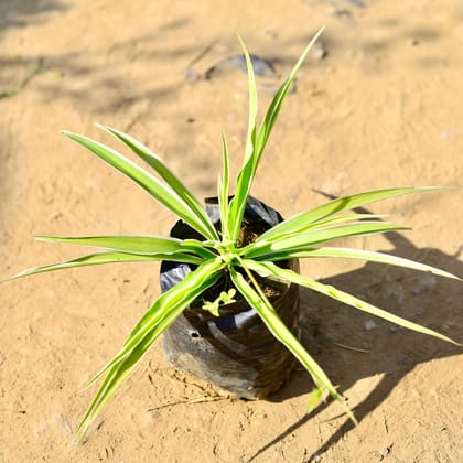 Buy Spider in 4 Inch Nursery Bag Online | Urvann.com