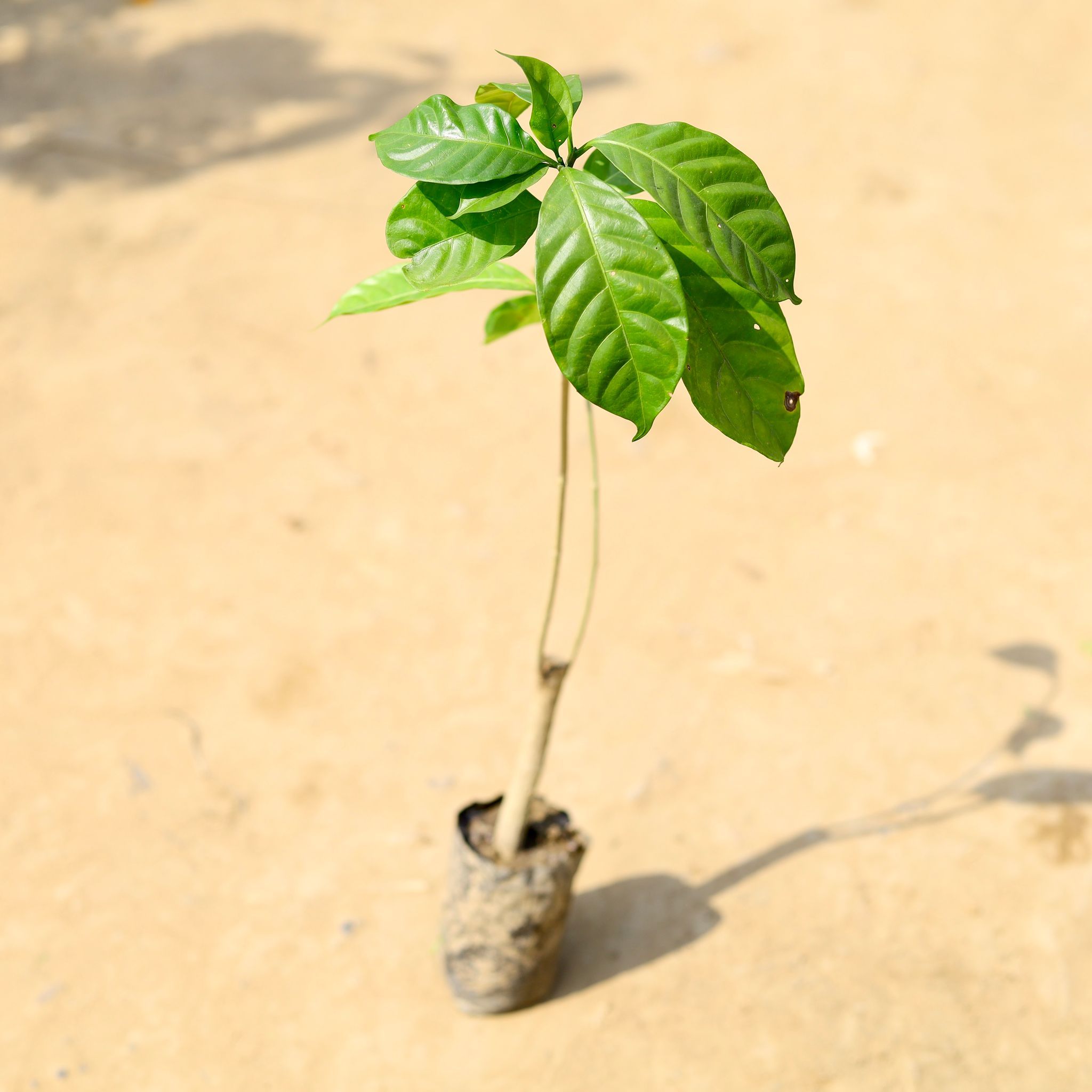 Chandni Double (any colour) in 4 inch Nursery Bag