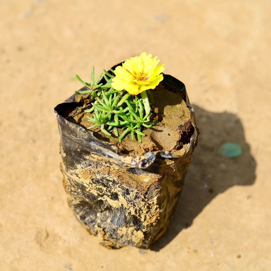 Buy Portulaca Moss Rose (any colour) in 4 Inch Nursery Bag Online | Urvann.com Portulaca Moss Rose (any colour) in 4 Inch Nursery Bag