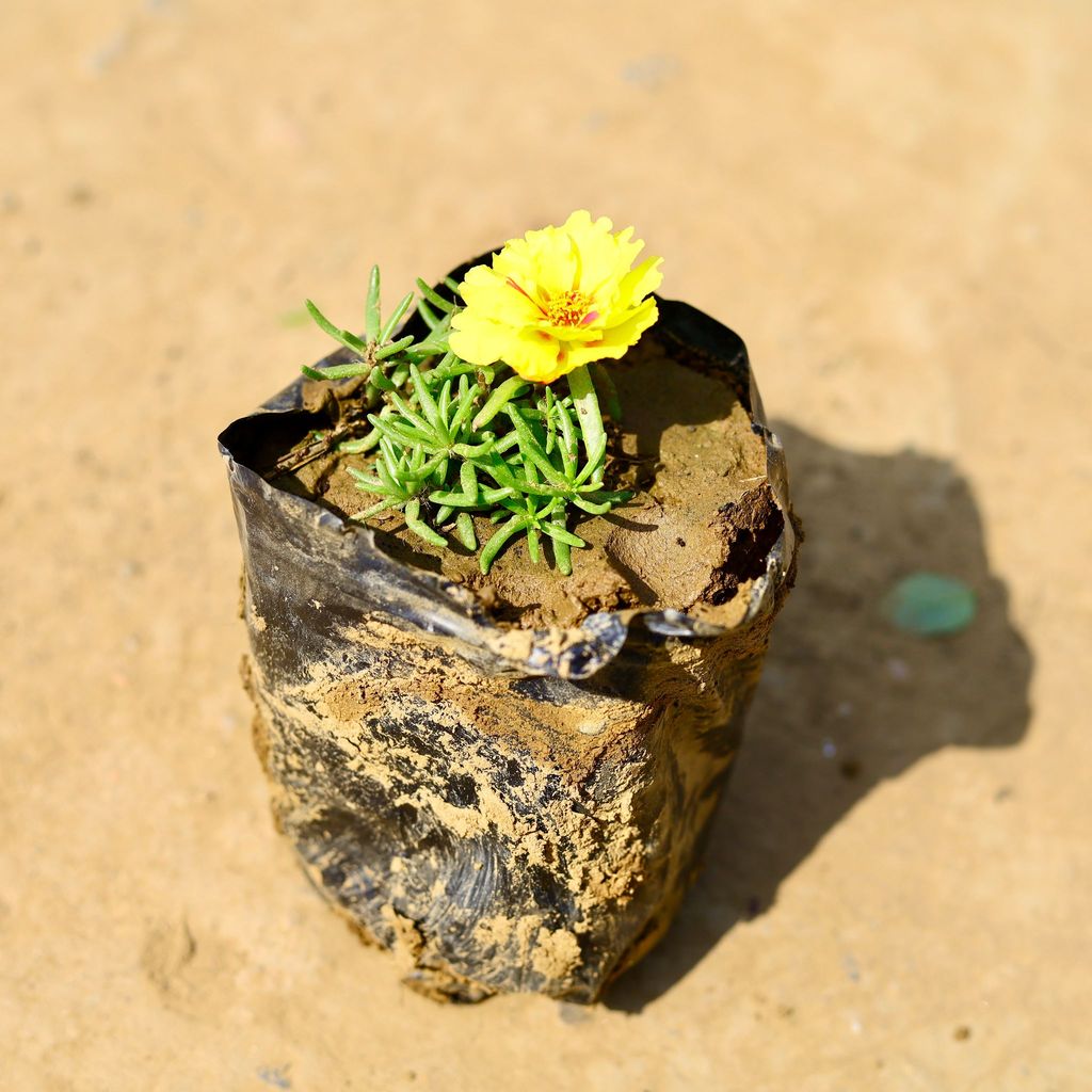 Portulaca Moss Rose (any colour) in 4 Inch Nursery Bag