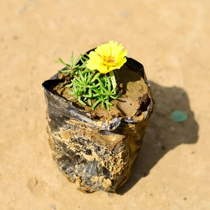 Buy Portulaca Moss Rose (any colour) in 4 Inch Nursery Bag Online | Urvann.com