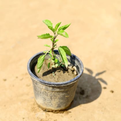 Buy Rama Tulsi in 4 Inch Nursery Pot Online | Urvann.com