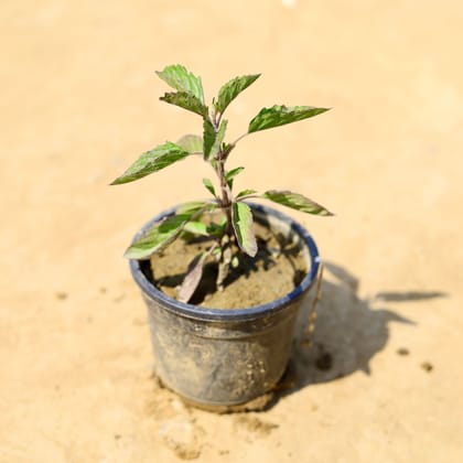 Buy Shyama Tulsi in 4 Inch Nursery Pot Online | Urvann.com